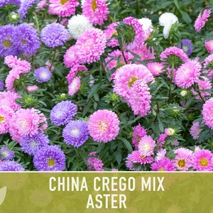 China Aster Crego Mix Flower Seeds | 100+ seeds, Heirloom, Nectar Source, Wildflower, Callistephus chinensis image 4