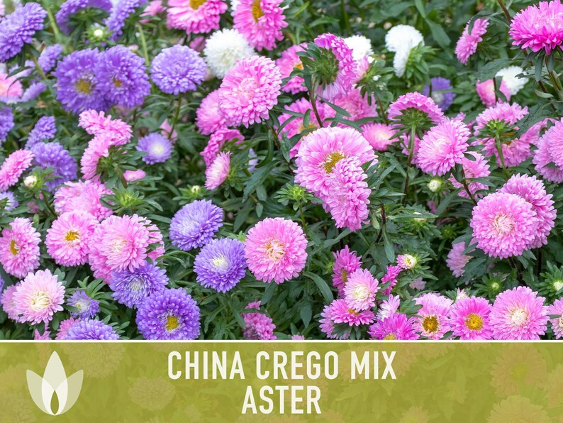 China Aster Crego Mix Flower Seeds | 100+ seeds, Heirloom, Nectar Source, Wildflower, Callistephus chinensis image 4