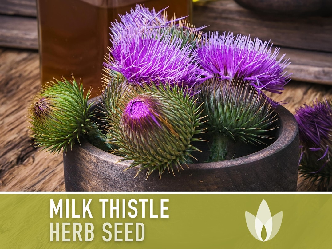 Milk Thistle Herb Seeds Heirloom Seeds, Medicinal & Culinary Herb, Mary