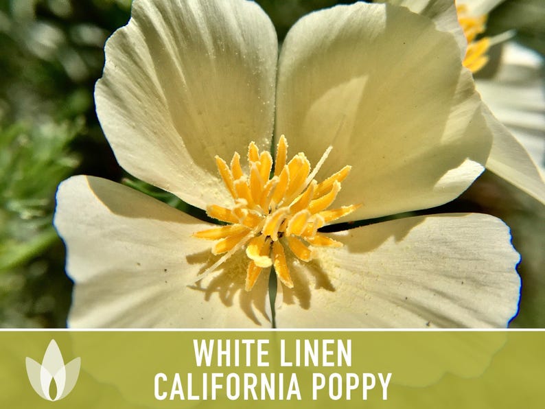 White Linen California Poppy Seeds – Creamy White Flowers image 11