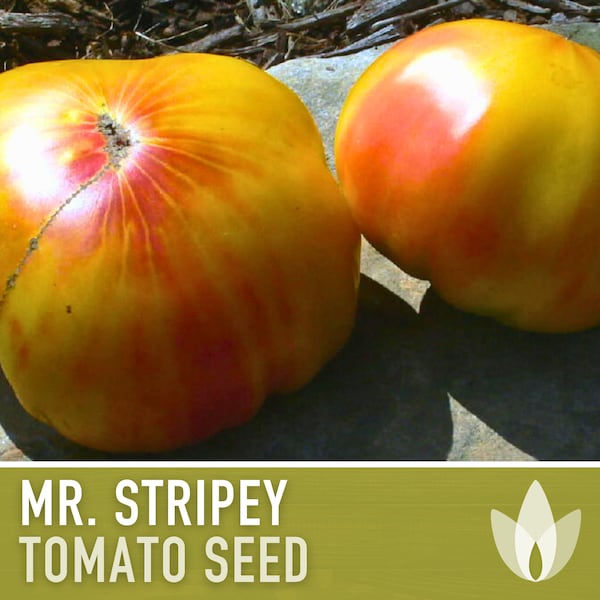 Mr. Stripey Tomato Seeds - Heirloom Seeds, High Sugar, Low Acid, Indeterminate, Open Pollinated, Non-GMO