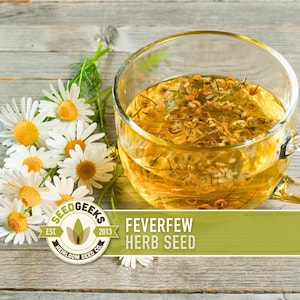 Può includere: Una tazza di vetro trasparente piena di tè giallo dorato, guarnita con erbe essiccate. Fiori di margherita bianchi con centri gialli sono disposti accanto alla tazza. L'immagine include un logo con la scritta "SEEDGEEKS" e il testo "FEVERFEW HERB SEED".