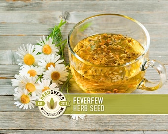 May include: A glass teacup filled with yellow tea, with dried herbs floating on top. White daisy flowers with yellow centres are arranged next to the cup. The image includes a logo that says "SEEDGEEKS" and text that says "FEVERFEW HERB SEED".