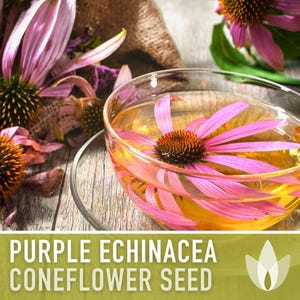 Graines d'Échinacée pourpre | Plus de 100 graines, fleurs sauvages indigènes, héritage, tolérant à la sécheresse, jardin des papillons, Echinacea purpurea image 12