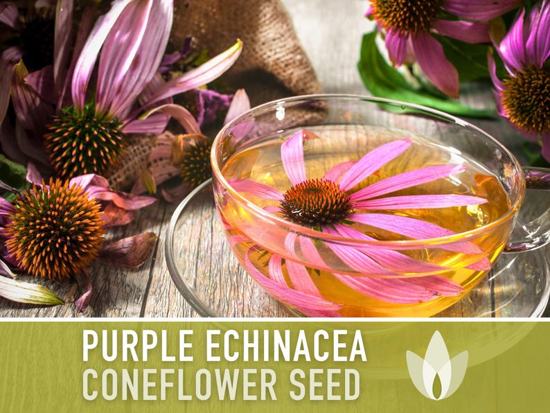 Graines d'Échinacée pourpre | Plus de 100 graines, fleurs sauvages indigènes, héritage, tolérant à la sécheresse, jardin des papillons, Echinacea purpurea image 12