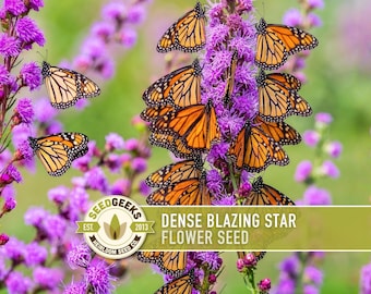 BUTTERFLY MAGNET!!! Dense Blazing Star Seeds | 50+ Seeds, Spiked Gayfeather, Monarch Favorite, Liatris Spicata