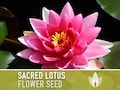 Sacred Lotus Flower Seeds - 5 Heirloom Seeds, Bonsai, Pink Nelumbo Nucifera, Medicinal Herbal Tea, Edible Flower, Open Pollinated, Non-GMO