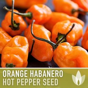 Habanero Orange Pepper Heirloom Seeds image 1