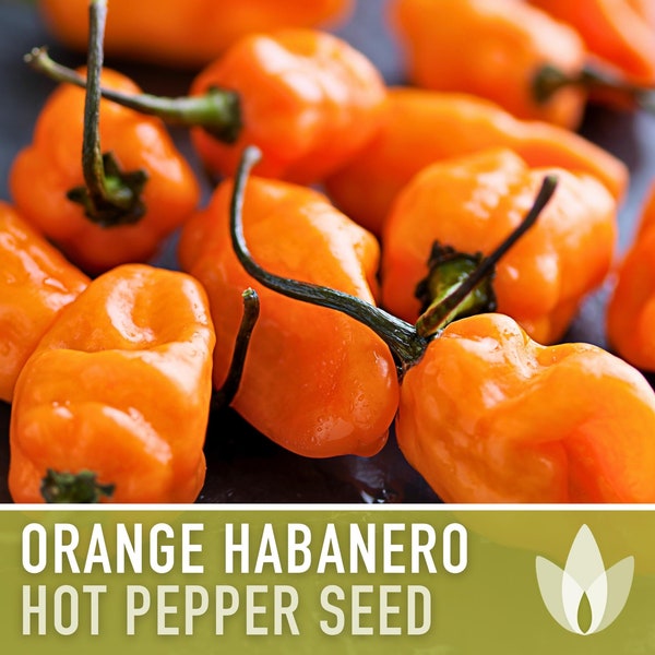 Habanero Orange Pepper Heirloom Seeds