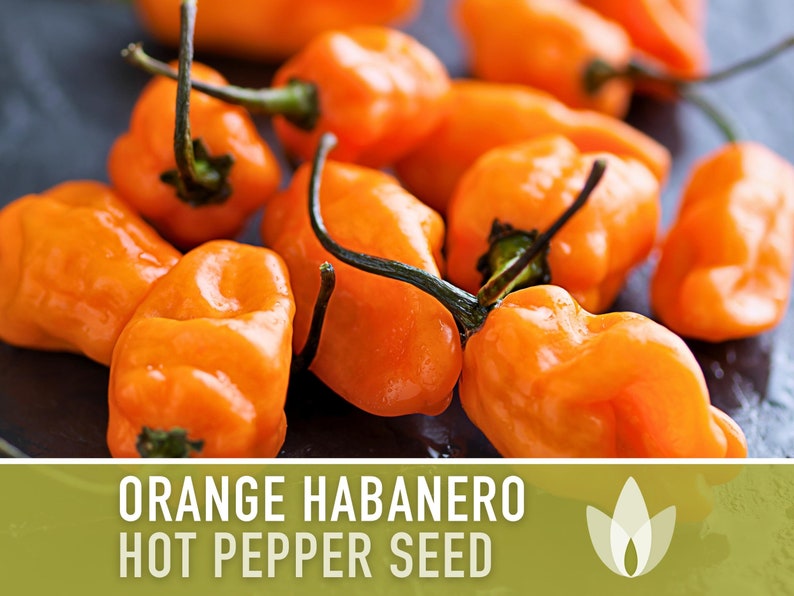 Habanero Orange Pepper Heirloom Seeds image 1