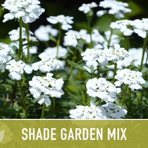 Shade Garden Wildflower Seed Mix Seed Packets, Heirloom Seeds, Flower Seeds, Non GMO, Open Pollinated image 3