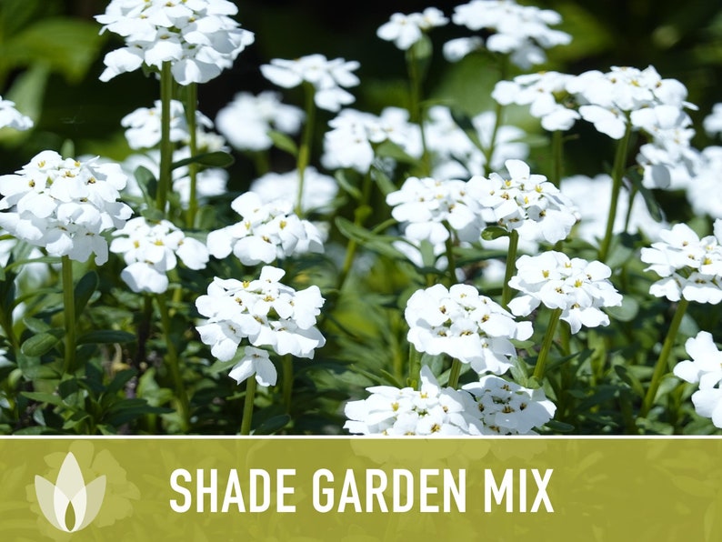 Shade Garden Wildflower Seed Mix Seed Packets, Heirloom Seeds, Flower Seeds, Non GMO, Open Pollinated image 3