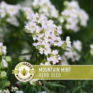 May include: Close-up of mountain mint herb seed with white flowers and green foliage. The image includes a logo with the text "Seed Geeks" and "Heirloom Seed Co.". The text "Mountain Mint Herb Seed" is also visible.