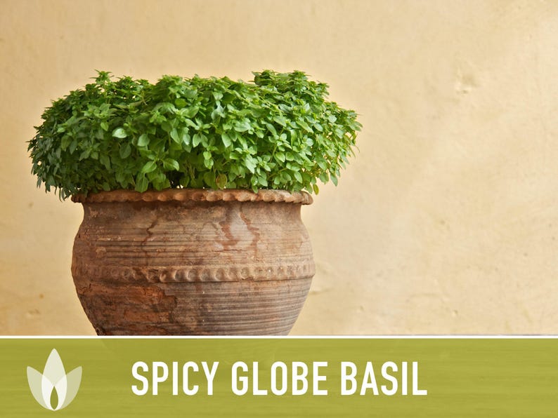 Spicy Globe Basil Seeds - Heirloom, Culinary Herb afbeelding 11