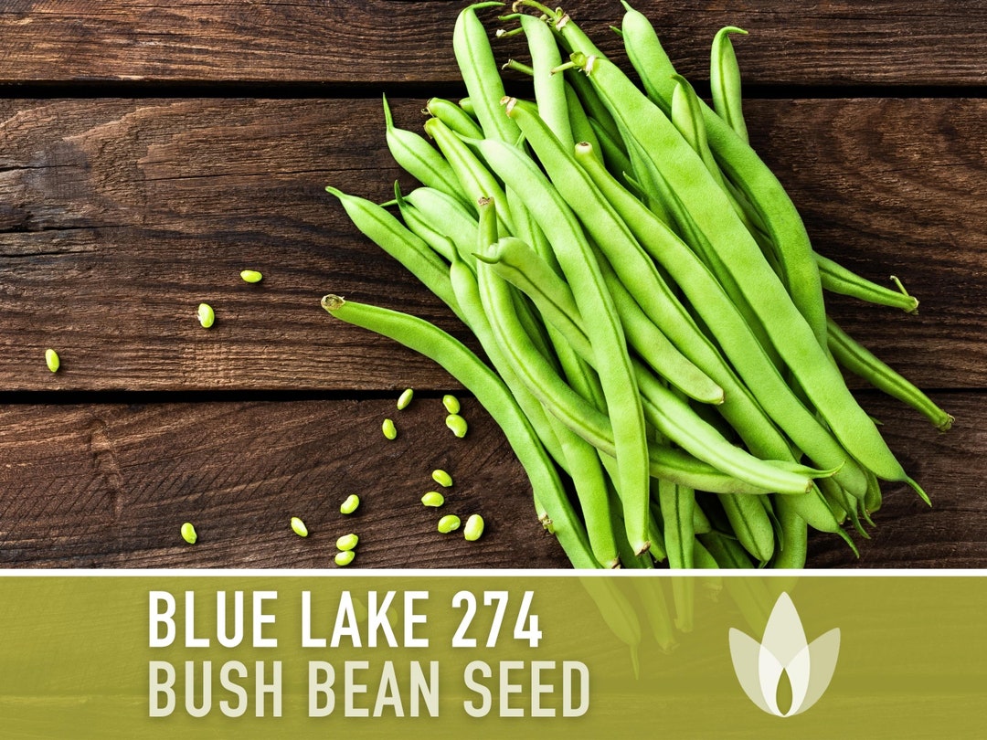 Blue Lake 274 Bush Bean Seeds - Heirloom, Non-gmo, Open Pollinated ...