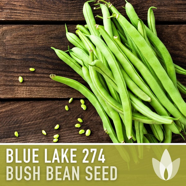 Blue Lake 274 Bush Bean Seeds - Heirloom, Non-GMO, Open Pollinated, Untreated, Green Beans