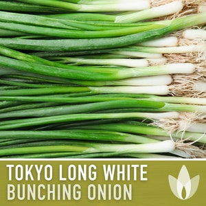 Tokyo Long White Bunching Onion Seeds - Heirloom Seeds, Asian Seeds, Japanese Bunching Onion, Open Pollinated, Non-GMO