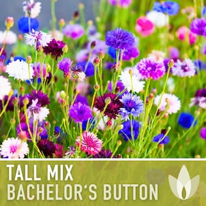 Bachelor&#39;s Button, Tall Mix Flower Seeds - Cornflower, Heirloom, Wildflower, Edible Flower, Easy Grow, Open Pollinated