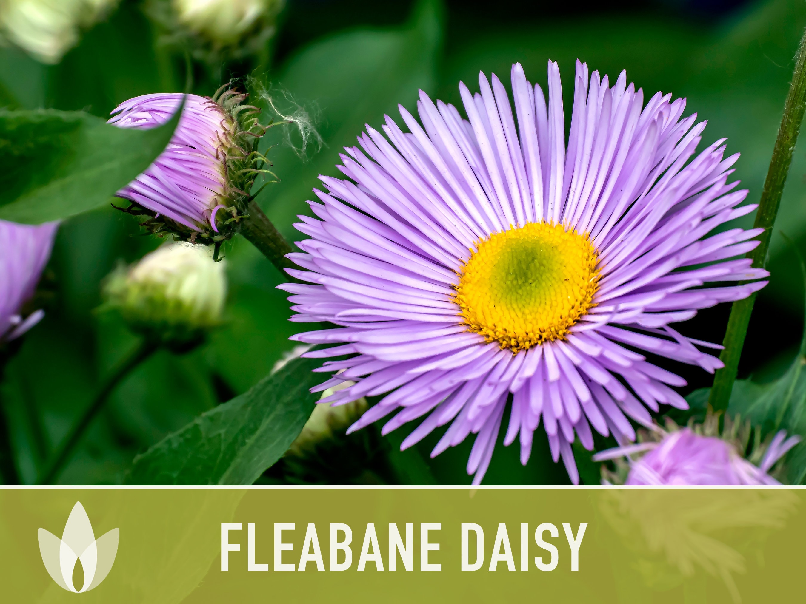 Fleabane Daisy Flower Seeds Dainty Daisy, Aspen Daisy, Showy Daisy,  Heirloom Seeds, Cut Flowers, Craft Flowers, Cottage Garden, Non-gmo -   Canada