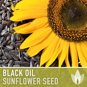 Black Oil Sunflower Heirloom Seeds, Flower Seeds