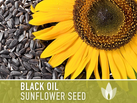 Black 2024 seed sunflower