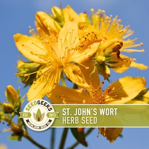 a close-up view of a cluster of yellow flowers with green stamens against a clear blue sky.