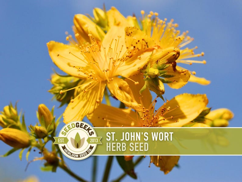 a close-up view of a cluster of yellow flowers with green stamens against a clear blue sky.