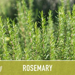 Semillas de Romero - Semillas tradicionales, Hierba culinaria, Hierba medicinal, Polinización abierta, Perenne, Rosmarinus Officinalis, Sin OMG imagen 11