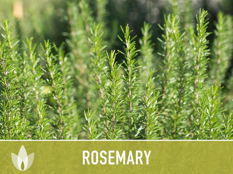 Semillas de Romero - Semillas tradicionales, Hierba culinaria, Hierba medicinal, Polinización abierta, Perenne, Rosmarinus Officinalis, Sin OMG imagen 11