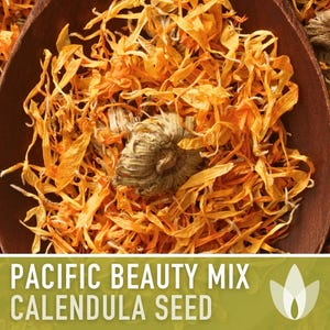 Calendula Pacific Beauty Flower Seeds – Heirloom Cottage Garden image 8