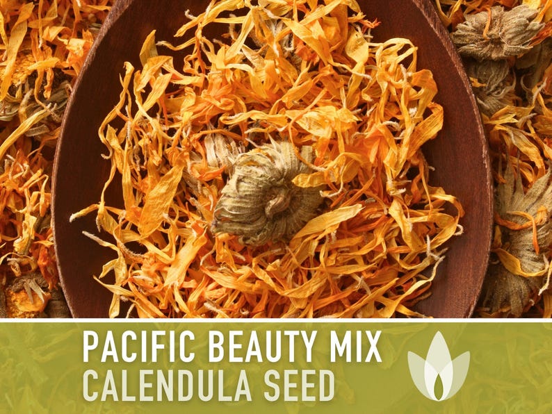 Calendula Pacific Beauty Flower Seeds – Heirloom Cottage Garden image 8