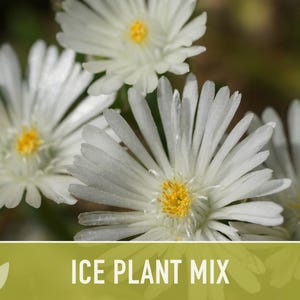 Ice Plant Flower Seeds – Rainbow Mix, Ground Cover, 150 Non-GMO Seeds image 7