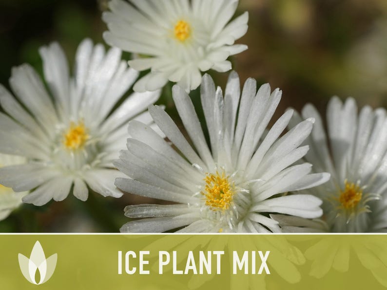 Ice Plant Flower Seeds – Rainbow Mix, Ground Cover, 150 Non-GMO Seeds image 7