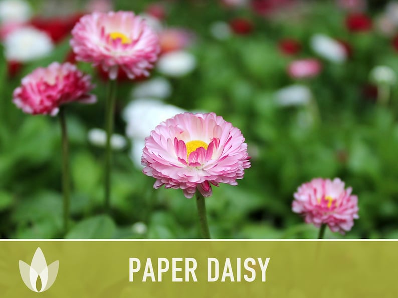 Paper Daisy Flower Seeds - Heirloom Everlasting Flowers image 10