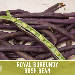 Royal Burgundy Bush Bean Heirloom Seeds Bild 6