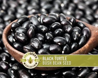 Black Turtle Bean Seeds - High Yield Bush Bean, Non-GMO