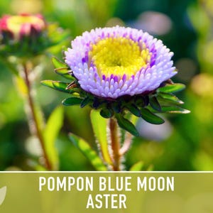 Blue Moon Aster Seeds | 30+ Seeds, Heirloom Pompon, Vibrant Cut Flowers | Callistephus chinensis image 11