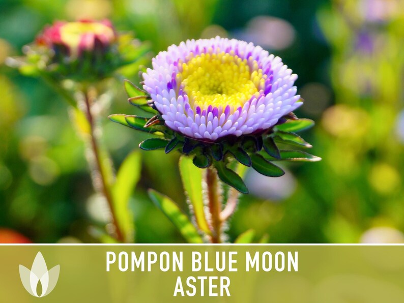 Blue Moon Aster Seeds | 30+ Seeds, Heirloom Pompon, Vibrant Cut Flowers | Callistephus chinensis image 11