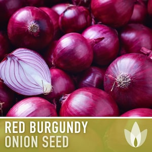 May include: Close-up of a pile of red burgundy onions. The onions are whole and halved, showing their deep red color and layered texture.  Red Burgundy Onion Seed.
