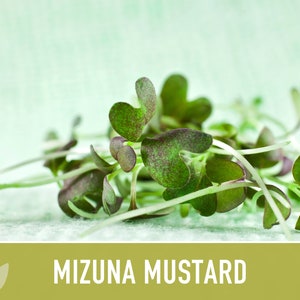 Mizuna Mustard Greens Heirloom Seeds image 6