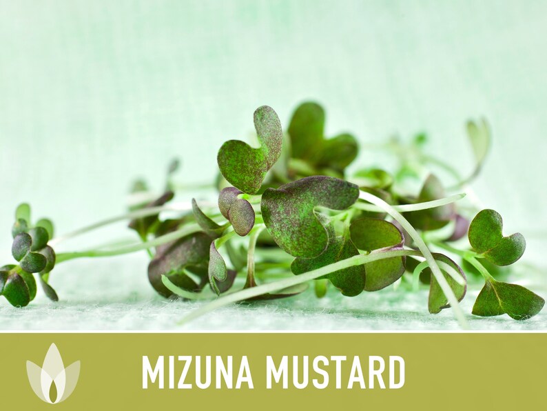 Mizuna Mustard Greens Heirloom Seeds image 6