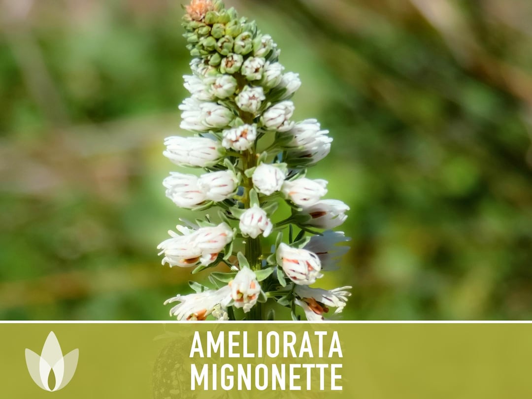 Mignonette Ameliorata Flower Seeds Heirloom Seeds, Little Darling ...