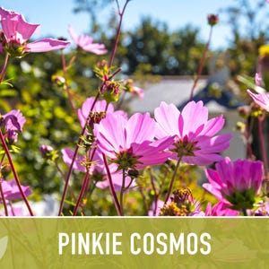 Semillas de flor Pinkie Cosmos, reliquia, aptas para polinizadores imagen 7