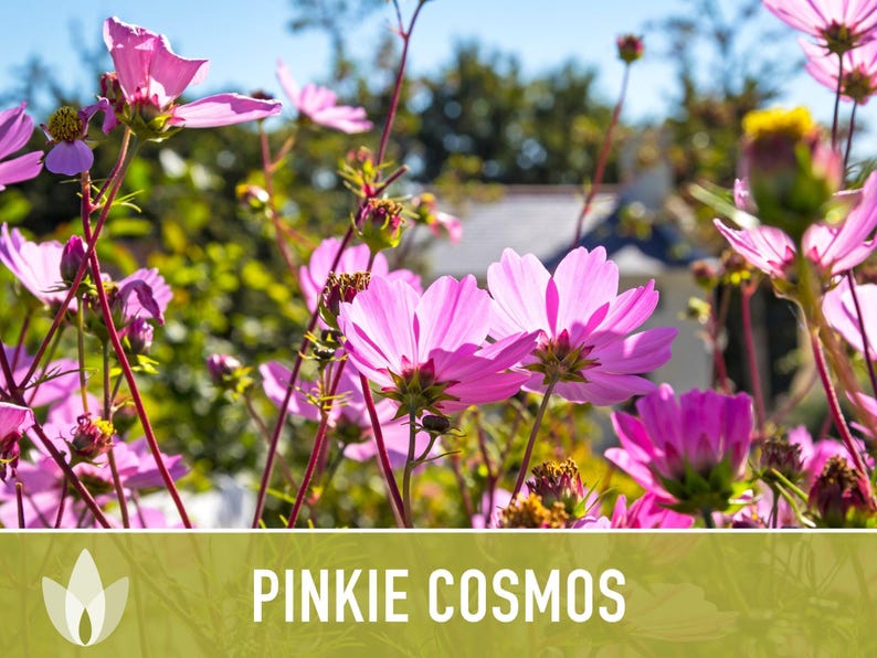 Semillas de flor Pinkie Cosmos, reliquia, aptas para polinizadores imagen 7