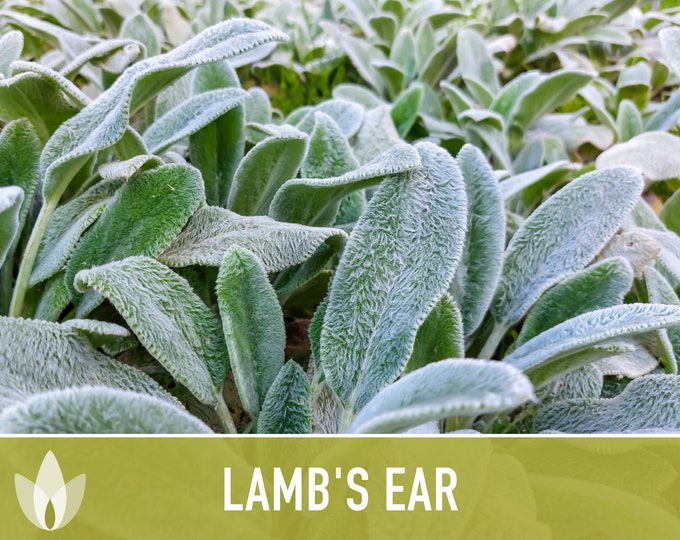 Deerresistant Plants 4 Lambs Ear Plants Stacys Soft Fuzzy Silvery