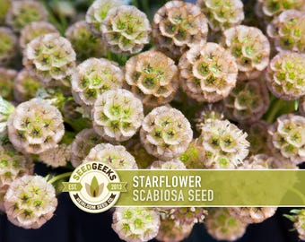 May include: Close-up of starflower scabiosa seed heads. The flowers are a mix of beige and green, with a spherical shape. The image includes a logo that says "Seed Geeks" and the text "Starflower Scabiosa Seed".