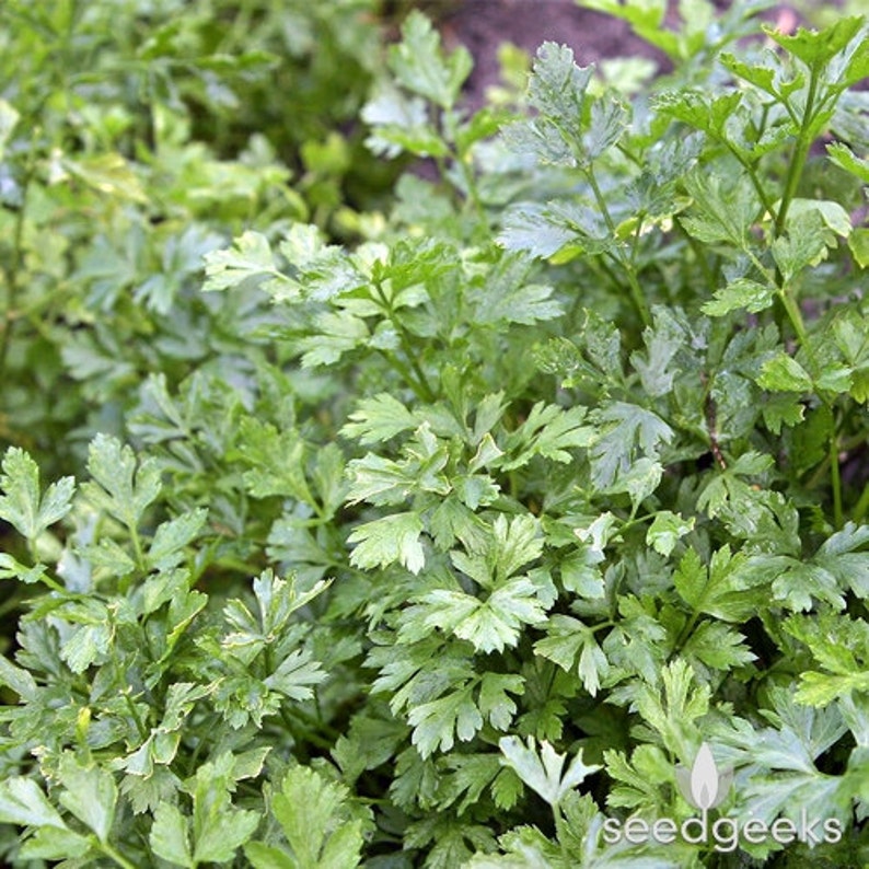 Dark Green Italian Parsley Herb Heirloom Seeds Etsy