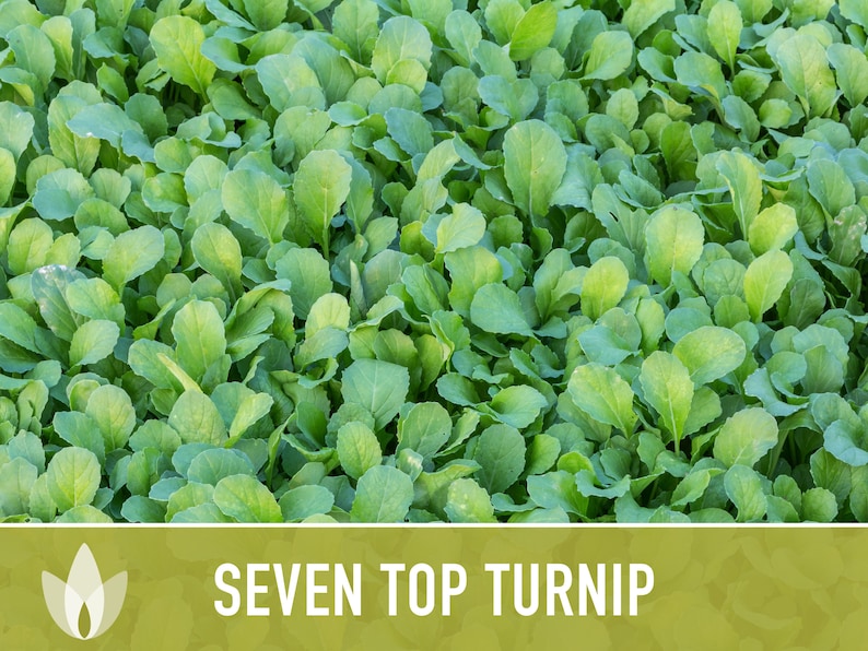 Seven Top Turnip Seeds Heirloom Seeds Turnip Greens Cool Etsy