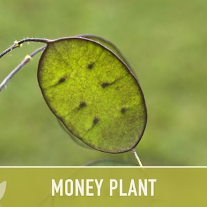 Money Plant Seeds – Heirloom Lunaria, Cut Flowers, Pollinator Garden zdjęcie 10