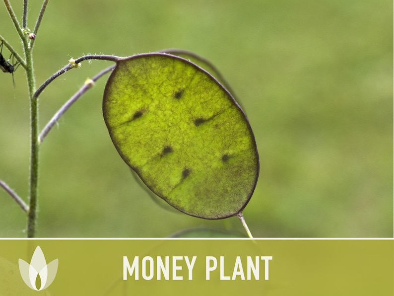 Money Plant Seeds – Heirloom Lunaria, Cut Flowers, Pollinator Garden zdjęcie 10